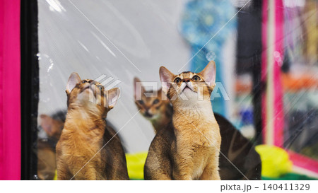 Abyssinian cats looking up in a cat show Abyssinian cats looking up in a cat show 140411329