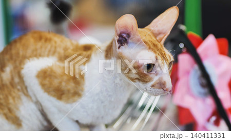 Purebred cornish rex cat participating at a cat show 140411331