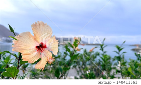 Pale peach hibiscus bloom overlooking coastal bay 140411363