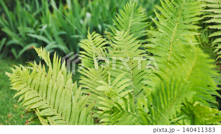 Bright green fern leaves growing in the garden Bright green fern leaves growing in the garden 140411383