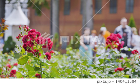 Red roses blooming in a garden with tourists walking in the background 140411384