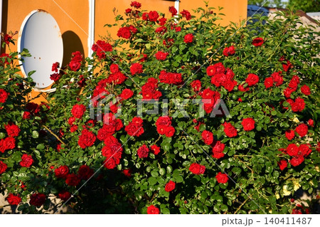 Natural fresh red roses flowers pattern wallpaper. top view, Red rose flower background. 140411487