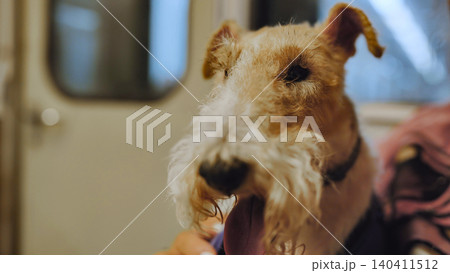 Wire fox terrier dog traveling in Moscow metro, a pet riding urban public transport 140411512