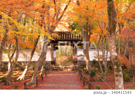 京都市西京区の通称竹寺と呼ばれる地蔵院の紅葉を撮影 京都市西京区の通称竹寺と呼ばれる地蔵院の紅葉を撮影 140411543