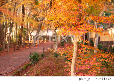 京都市西京区の通称竹寺と呼ばれる地蔵院の紅葉を撮影 京都市西京区の通称竹寺と呼ばれる地蔵院の紅葉を撮影 140411552