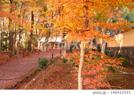 京都市西京区の通称竹寺と呼ばれる地蔵院の紅葉を撮影 京都市西京区の通称竹寺と呼ばれる地蔵院の紅葉を撮影 140411553