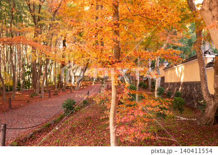 京都市西京区の通称竹寺と呼ばれる地蔵院の紅葉を撮影 京都市西京区の通称竹寺と呼ばれる地蔵院の紅葉を撮影 140411554