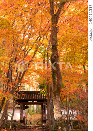 京都市西京区の通称竹寺と呼ばれる地蔵院の紅葉を撮影 京都市西京区の通称竹寺と呼ばれる地蔵院の紅葉を撮影 140411557