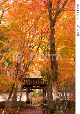 京都市西京区の通称竹寺と呼ばれる地蔵院の紅葉を撮影 京都市西京区の通称竹寺と呼ばれる地蔵院の紅葉を撮影 140411560