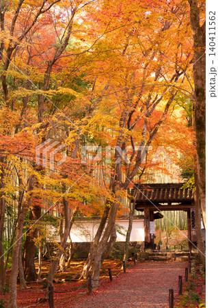 京都市西京区の通称竹寺と呼ばれる地蔵院の紅葉を撮影 京都市西京区の通称竹寺と呼ばれる地蔵院の紅葉を撮影 140411562