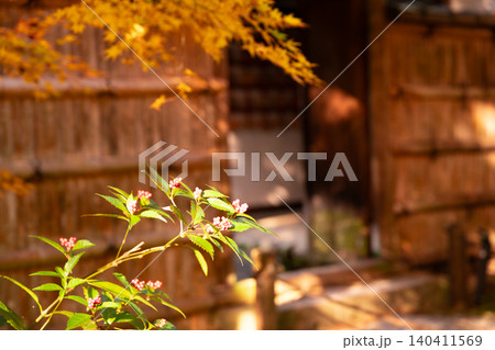 京都市西京区の通称竹寺と呼ばれる地蔵院の紅葉を撮影 京都市西京区の通称竹寺と呼ばれる地蔵院の紅葉を撮影 140411569