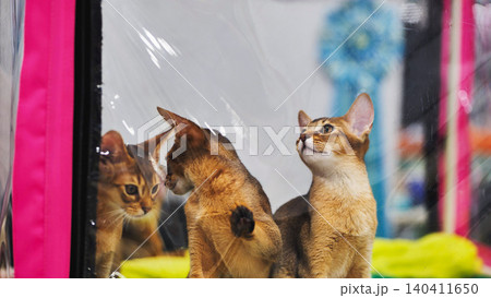 Abyssinian cats looking outside their carrier at cat show Abyssinian cats looking outside their carrier at cat show 140411650