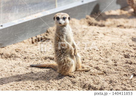A Meerkat sitting on the ground while looking at things around them 140411853
