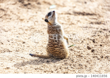A Meerkat sitting on the ground while looking at things around them A Meerkat sitting on the ground while looking at things around them 140411856