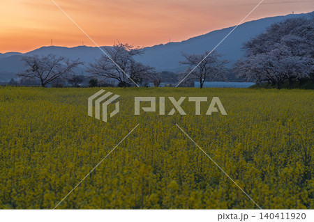 奈良県橿原市藤原京跡で撮影した桜と菜の花 140411920