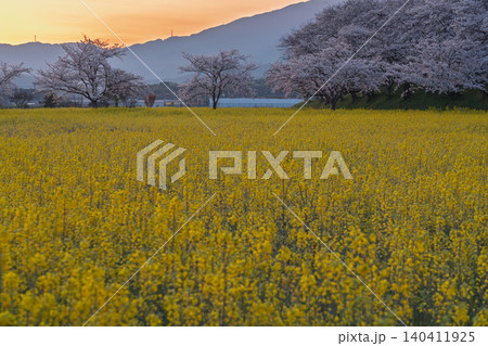 奈良県橿原市藤原京跡で撮影した桜と菜の花 奈良県橿原市藤原京跡で撮影した桜と菜の花 140411925