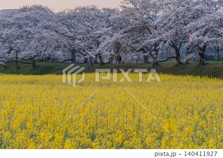 奈良県橿原市藤原京跡で撮影した桜と菜の花 140411927