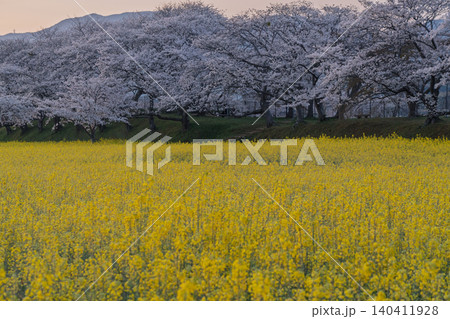 奈良県橿原市藤原京跡で撮影した桜と菜の花 奈良県橿原市藤原京跡で撮影した桜と菜の花 140411928