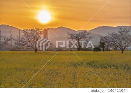 奈良県橿原市藤原京跡で撮影した桜と菜の花 140411944