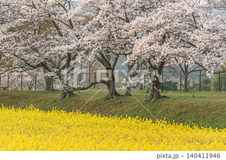 奈良県橿原市藤原京跡で撮影した桜と菜の花 140411946