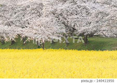 奈良県橿原市藤原京跡で撮影した桜と菜の花 140411950