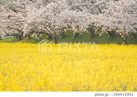 奈良県橿原市藤原京跡で撮影した桜と菜の花 奈良県橿原市藤原京跡で撮影した桜と菜の花 140411952