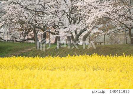奈良県橿原市藤原京跡で撮影した桜と菜の花 140411953