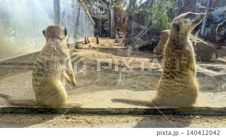 Two Meerkats sitting on the ground near a plastic wall in the sunshine Two Meerkats sitting on the ground near a plastic wall in the sunshine 140412042