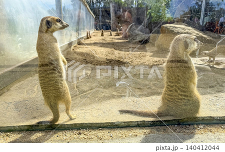 Two Meerkats sitting on the ground near a plastic wall in the sunshine Two Meerkats sitting on the ground near a plastic wall in the sunshine 140412044