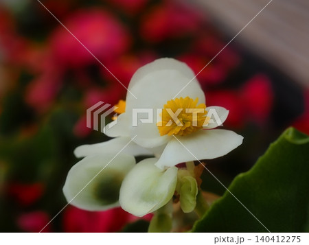 白いベゴニアの花 白いベゴニアの花 140412275