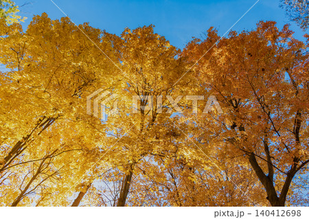 Nature in fall season. Autumnal sunny day. Seasonal leaves on tree. Natural autumn leaves. Autumn beauty of nature. Fall season nature. Fall leaves of yellow tree. Autumn tree. Falling leaves Nature in fall season. Autumnal sunny day. Seasonal leaves on tree. Natural autumn leaves. Autumn beauty of nature. Fall season nature. Fall leaves of yellow tree. Autumn tree. Falling leaves 140412698