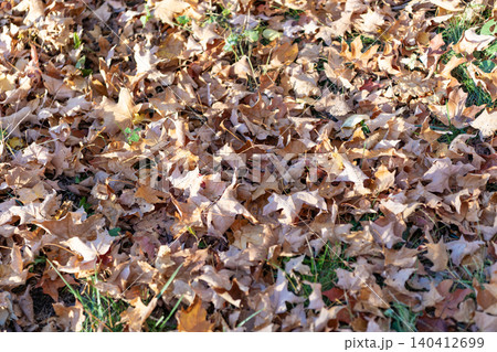 Autumn maple leaves. Leaves of maple tree. Nature fall beauty. Fall season weather. Maple autumn natural leaf. Autumn nature. Maple leaves in forest. Seasonal autumnal fallen leaves Autumn maple leaves. Leaves of maple tree. Nature fall beauty. Fall season weather. Maple autumn natural leaf. Autumn nature. Maple leaves in forest. Seasonal autumnal fallen leaves 140412699