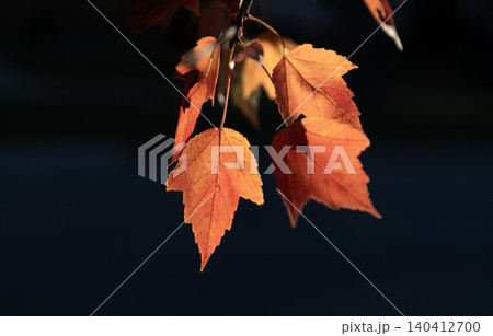 Fall season colors. Maple autumn natural leaf. Autumn nature. Maple leaves in forest. Seasonal autumnal fallen leaves. Autumn maple leaves. Leaves of maple tree. Nature fall beauty 140412700