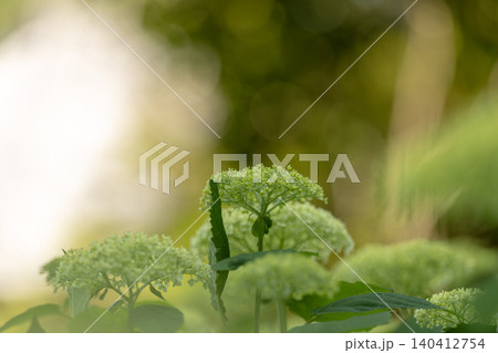 緑の背景に咲くグリーンの紫陽花 緑の背景に咲くグリーンの紫陽花 140412754