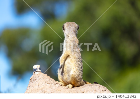 A Meerkat standing on a rock and looking at things around them A Meerkat standing on a rock and looking at things around them 140412842
