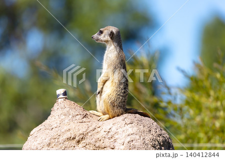 A Meerkat standing on a rock and looking at things around them A Meerkat standing on a rock and looking at things around them 140412844