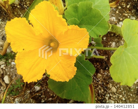 ミニカボチャの花(家庭菜園・自然光) ミニカボチャの花(家庭菜園・自然光) 140412851