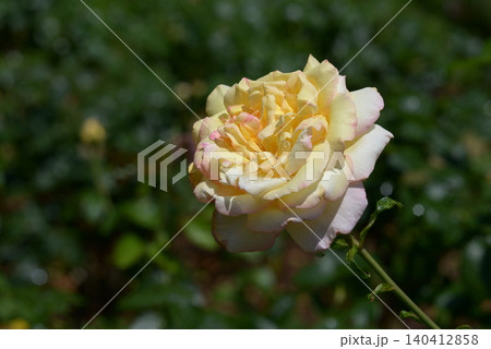 ピース バラの花 ピース バラの花 140412858