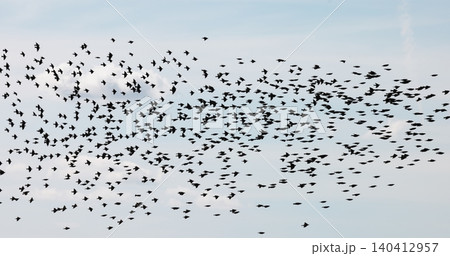 Gathering of individual birds to forage Gathering of individual birds to forage 140412957