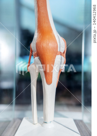 Human knee joint medical anatomy model 140412968