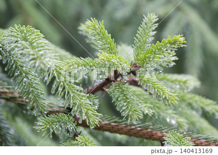 Pine Branch Needles Covered in Rain Droplets Closeup Pine Branch Needles Covered in Rain Droplets Closeup 140413169
