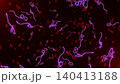 Microscopic view of infectious Ebola Virus cells (virions) and red blood cells flowing through the human bloodstream.  140413188