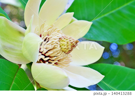 白いホオノキの花(春、五月) 白いホオノキの花(春、五月) 140413288