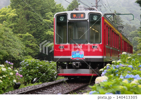 紫陽花が咲く中をすり抜ける箱根登山鉄道1000形 紫陽花が咲く中をすり抜ける箱根登山鉄道1000形 140413305