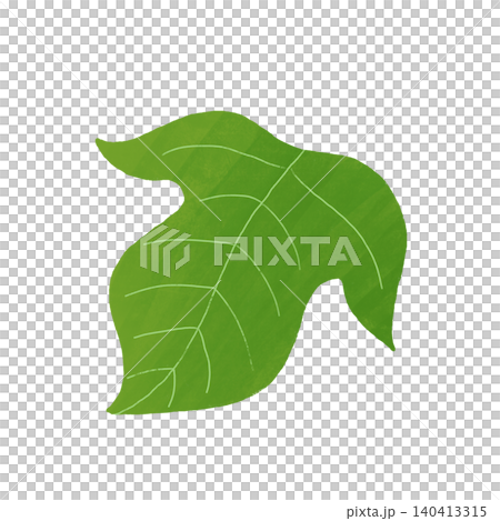 Morning glory leaf illustration material - summer plant material with visible leaf veins Morning glory leaf illustration material - summer plant material with visible leaf veins 140413315