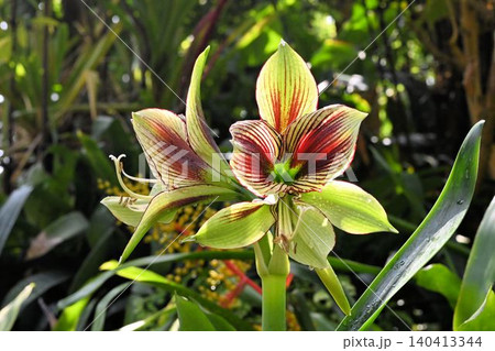 ブラジル原産の緑色に紫色の模様が綺麗なヒッペアストルム・パビリオの花 140413344