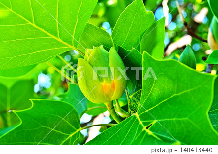 大きく膨らんだユリノキの花(春、五月) 大きく膨らんだユリノキの花(春、五月) 140413440