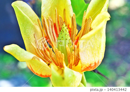開花したユリノキの花(春、五月) 開花したユリノキの花(春、五月) 140413442
