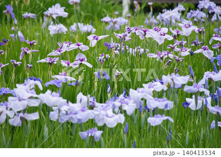 横須賀しょうぶ園の菖蒲 横須賀しょうぶ園の菖蒲 140413534