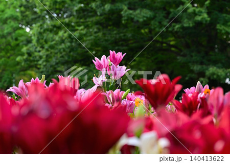 ピンクのユリの花 ピンクのユリの花 140413622
